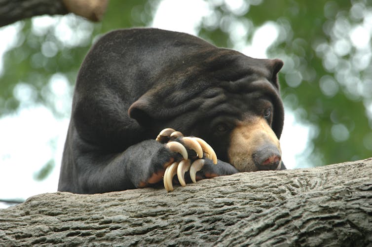A dark brown animal shaped roughly like a bear with a yellow snout asleep on a tree with big curved claws visible