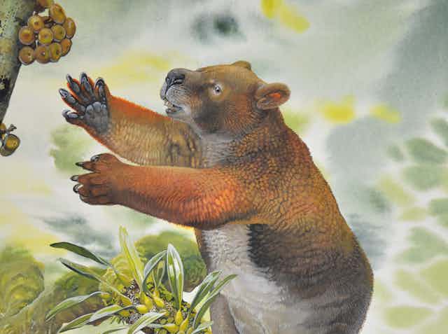 A bear like russet animal reaching for fruit in a tree