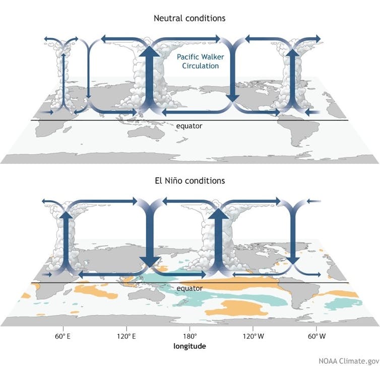 Dos ilustraciones de patrones de circulación de Walker.  El Niño invierte la dirección y la fuerza en comparación con un ENSO neutral, o El Niño-Oscilación del Sur.