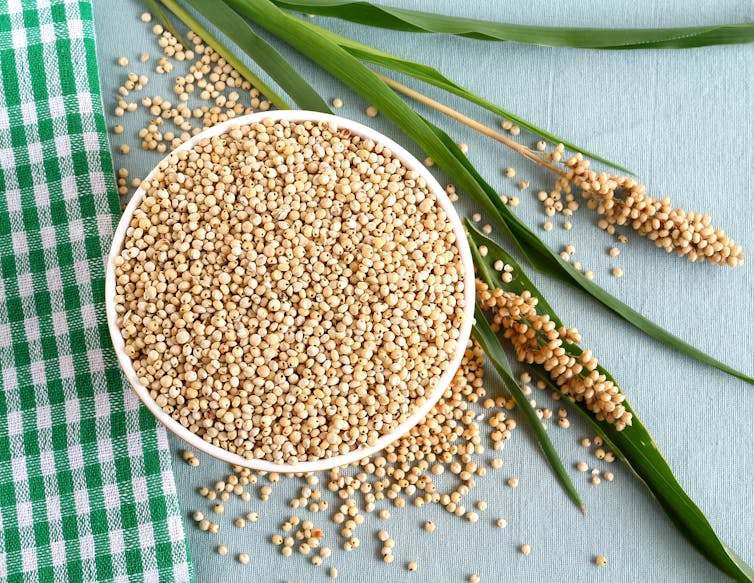 A bowl of sorghum grains, with some plant strands taken from a sorghum crop next to it.