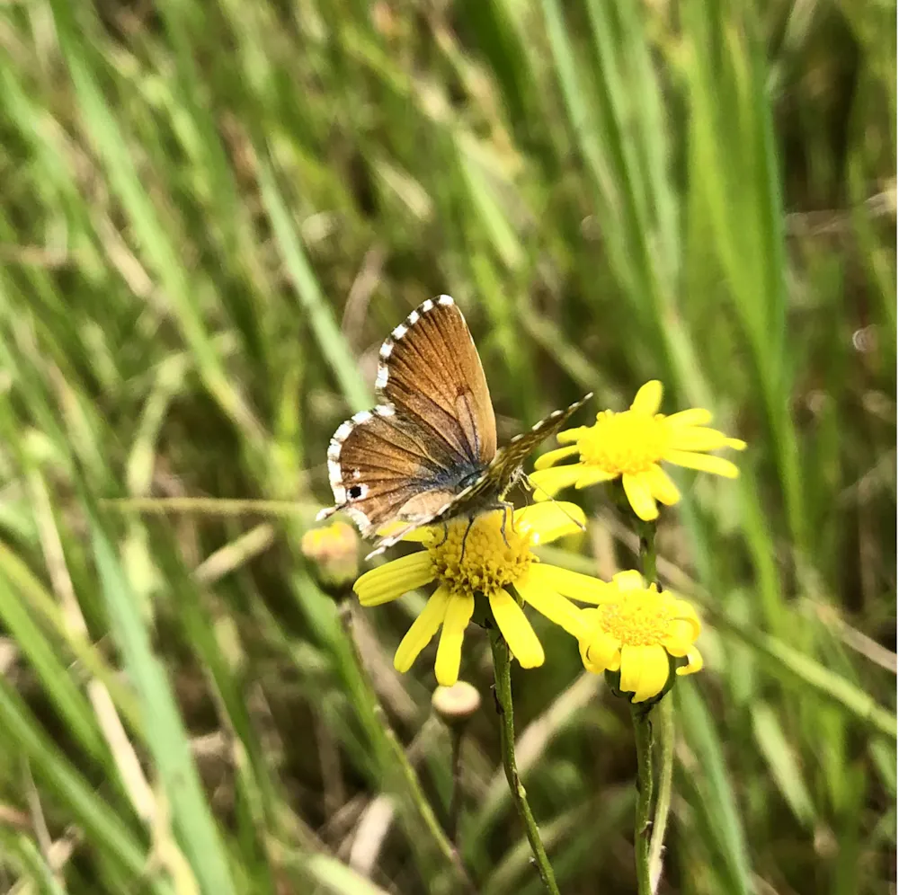 Butterfly Behaviour Shows Ways To Protect Natural Habitats In A Rapidly butterfly-behaviour-shows-ways-to-protect-natural-habitats-in-a-rapidly