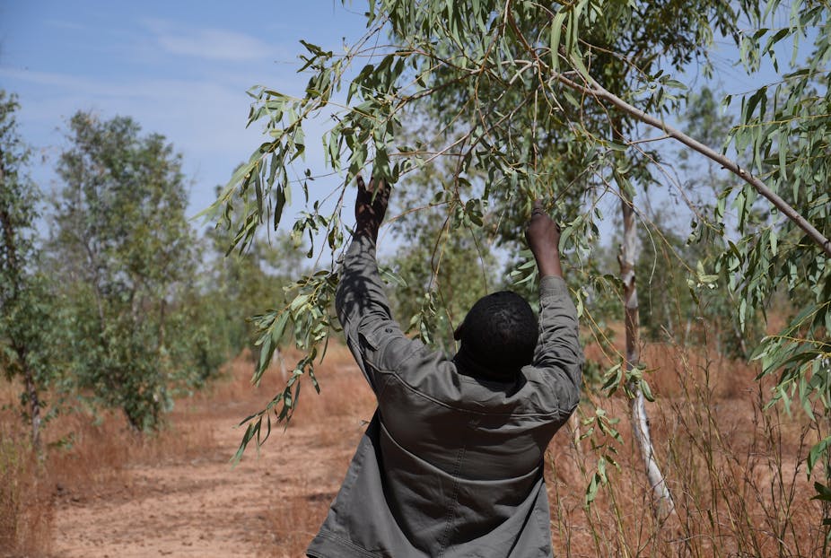 un homme tend les mains vers un arbres dans une zone aride en afrique