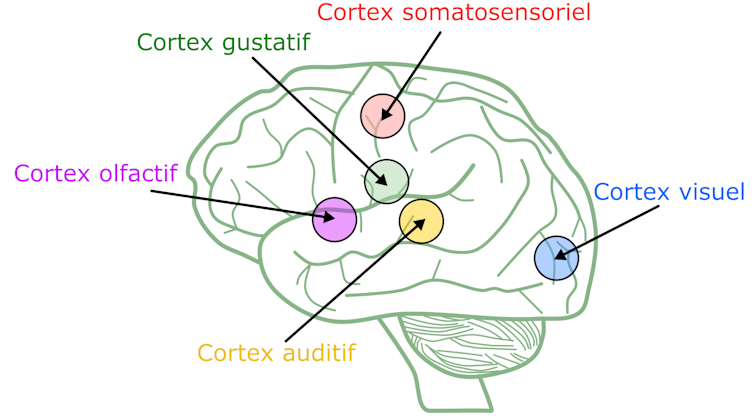 schéma du cerveau avec des zones mises en lumière