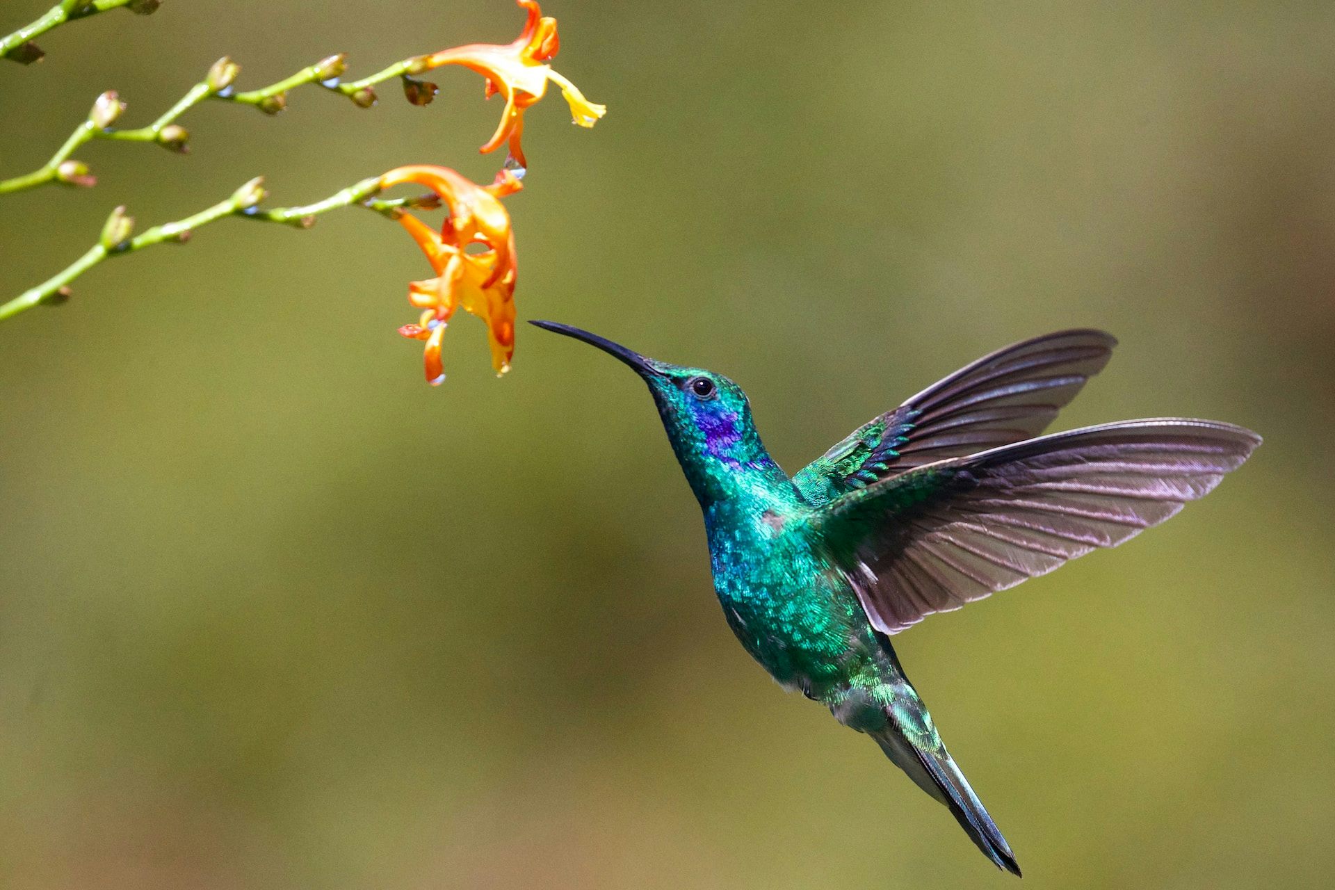 Un colibri en vol en train de butiner une fleur