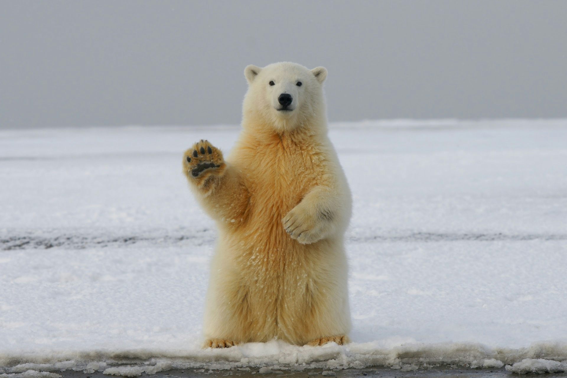 Ours polaire assis sur la glace, semblant faire coucou à la caméra