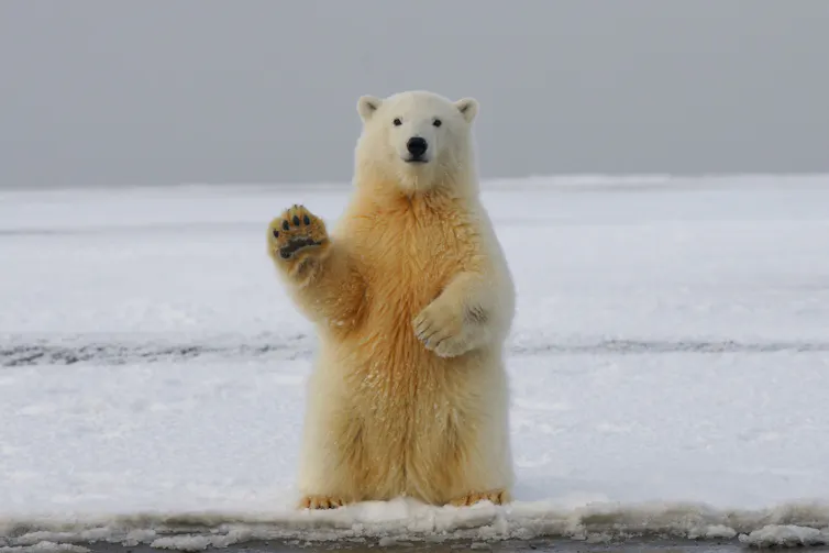 Ours polaire assis sur la glace, semblant faire coucou à la caméra