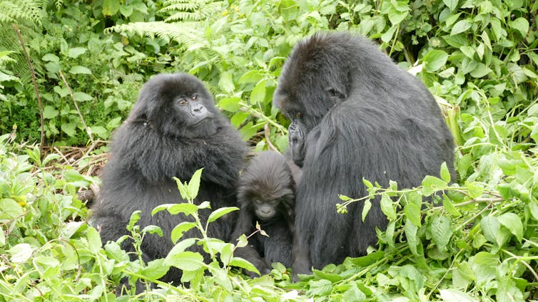 two adult and one young gorilla seated together