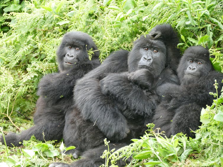 Adult female gorilla seated tightly together with two young gorillas