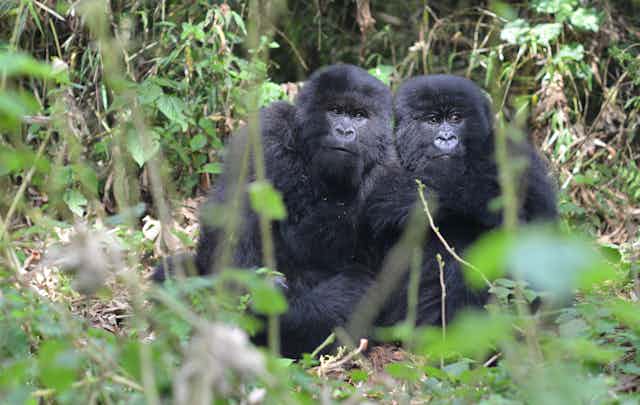 two juvenile gorillas sit very close together