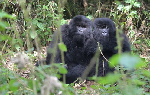 Thriving in the face of adversity: Resilient gorillas reveal clues about overcoming childhood misfortune