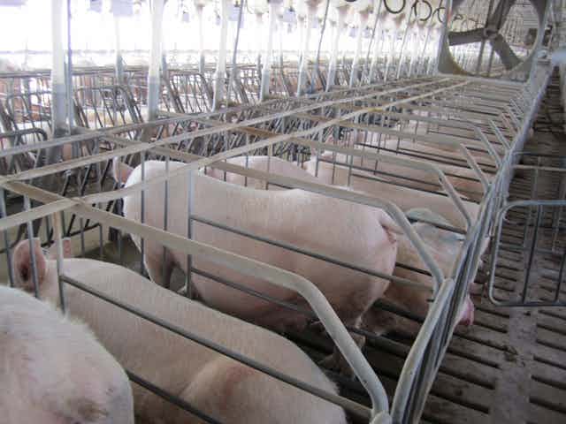 Pigs stand in narrow compartments separated by metal bars.