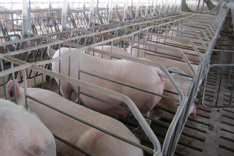 Pigs stand in narrow compartments separated by metal bars.