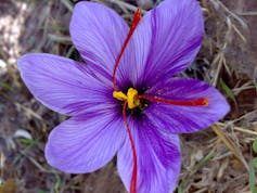 A six-petaled purple flower with bright red threads extending from its center.