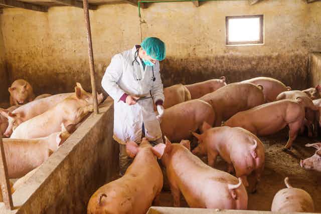 Veterinarian examining pigs in sty