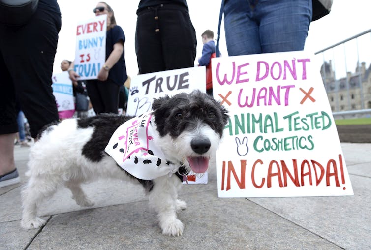 A small white-and-black dog stands in front of a protest sign that reads 'We Don't Want Animal Tested Products in Canada!' 