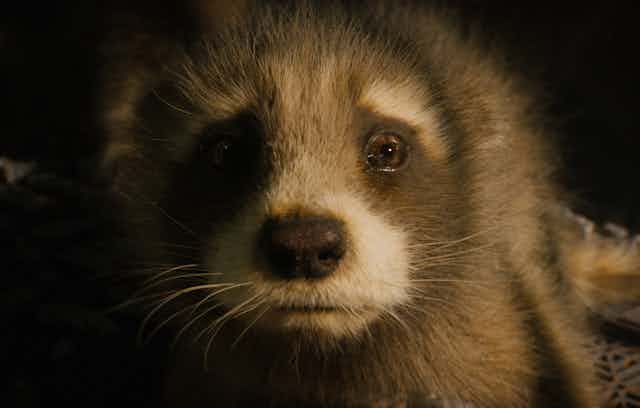 A 3D animated baby racoon staring into the camera.