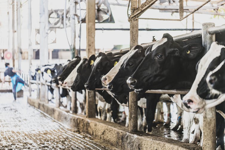 Dairy cows lined up for milking