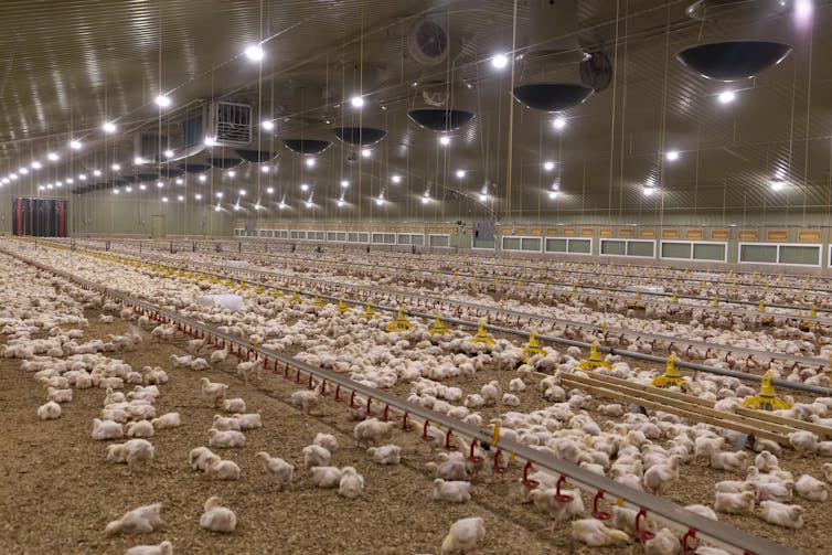 Inside a large barn with overhead lights, rows of feeders and chickens.