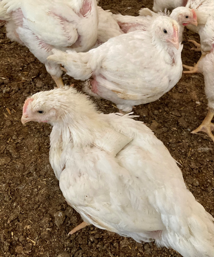 A chicken with a small, square wallet on its back.