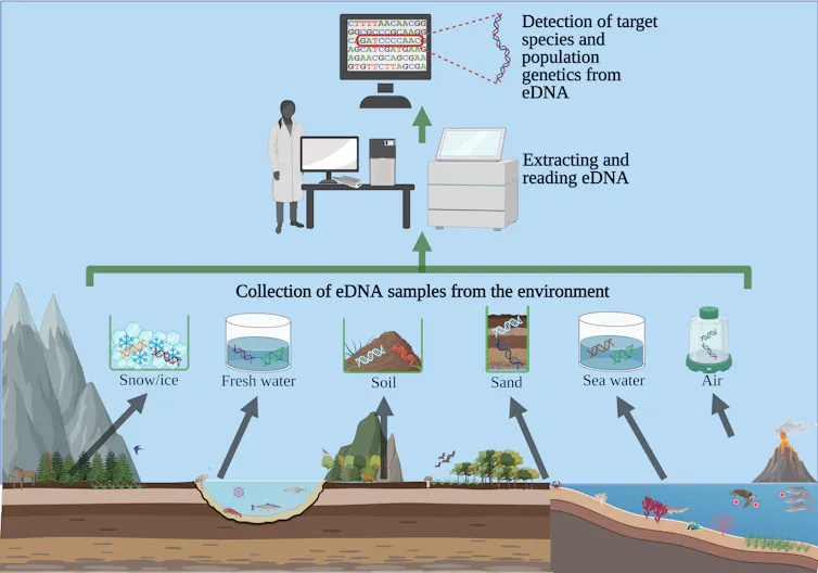 Diagram depicting eDNA collection sources and analysis workflow