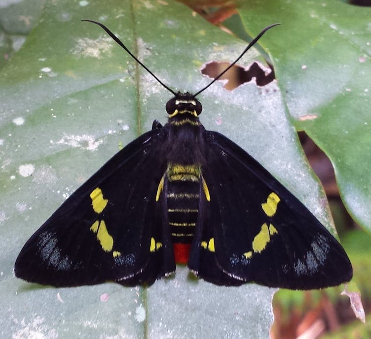A photo of a black butterfly with yellow markings sitting on a green leaf.