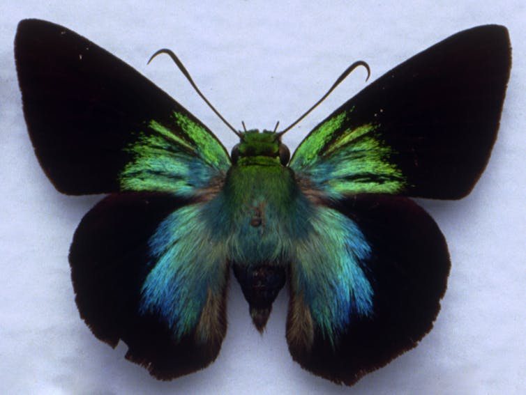 The greater peacock awl butterfly (Allora major) is descended from the first butterflies to reach Australia some 72 million years ago.