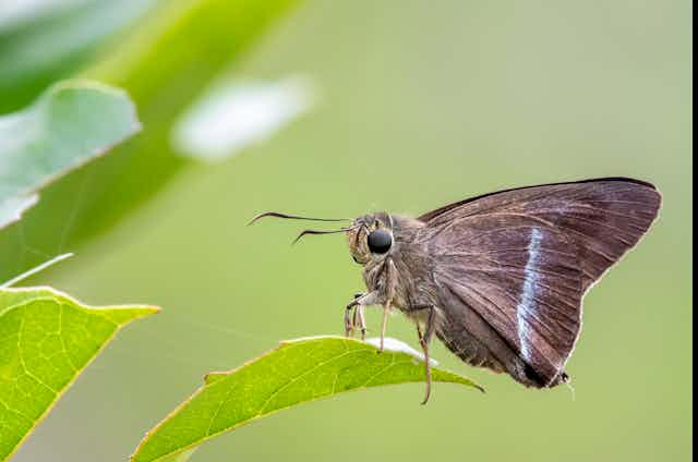 A photo of a grey-brown butterfly (Hasora chromus, or the chrome awl)with white markings standing on a green leaf.