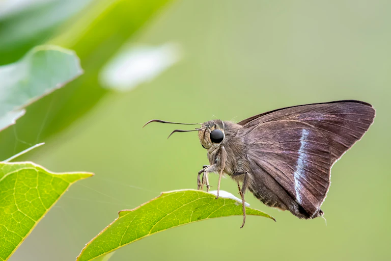 A photo of a grey-brown butterfly (Hasora chromus, or the chrome awl)with white markings standing on a green leaf.