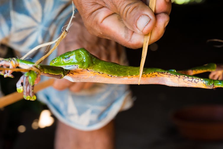 A photo showing a frog stretched out between some sticks while a person runs another stick along its body.