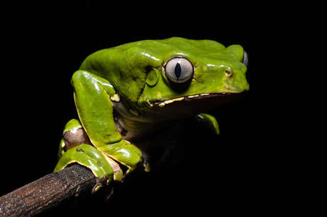 A photo of Phyllomedusa bicolor, a bright green frog with bulbous eyes.