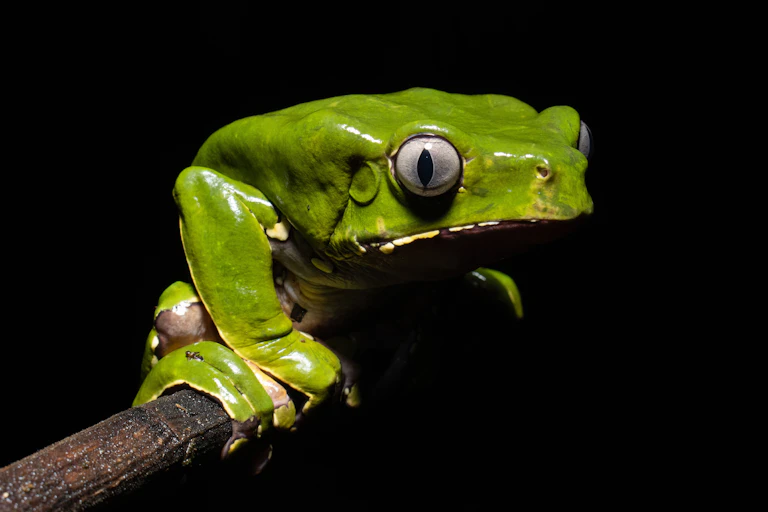 A photo of Phyllomedusa bicolor, a bright green frog with bulbous eyes.