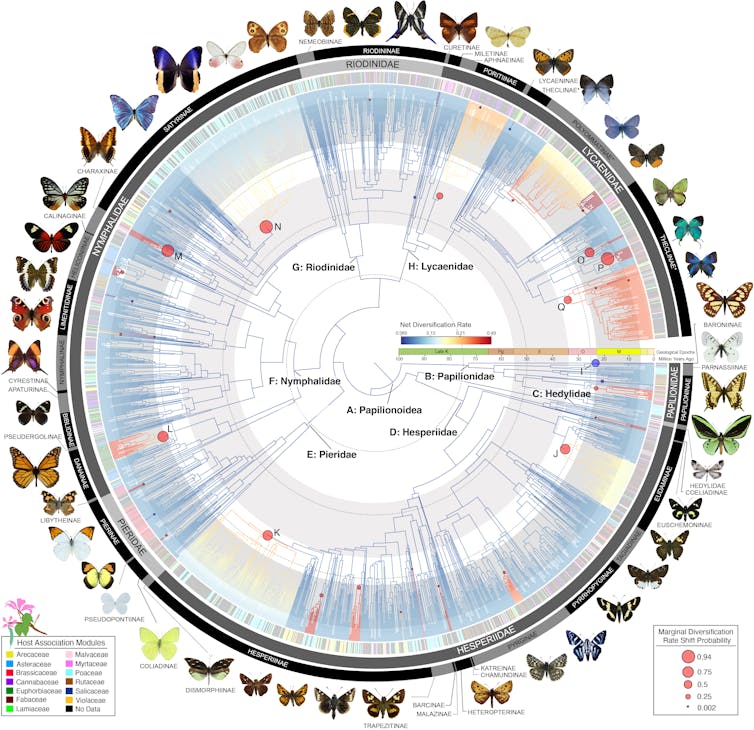 The ‘family tree’ of butterfly species was pieced together using DNA from 2,244 species. 