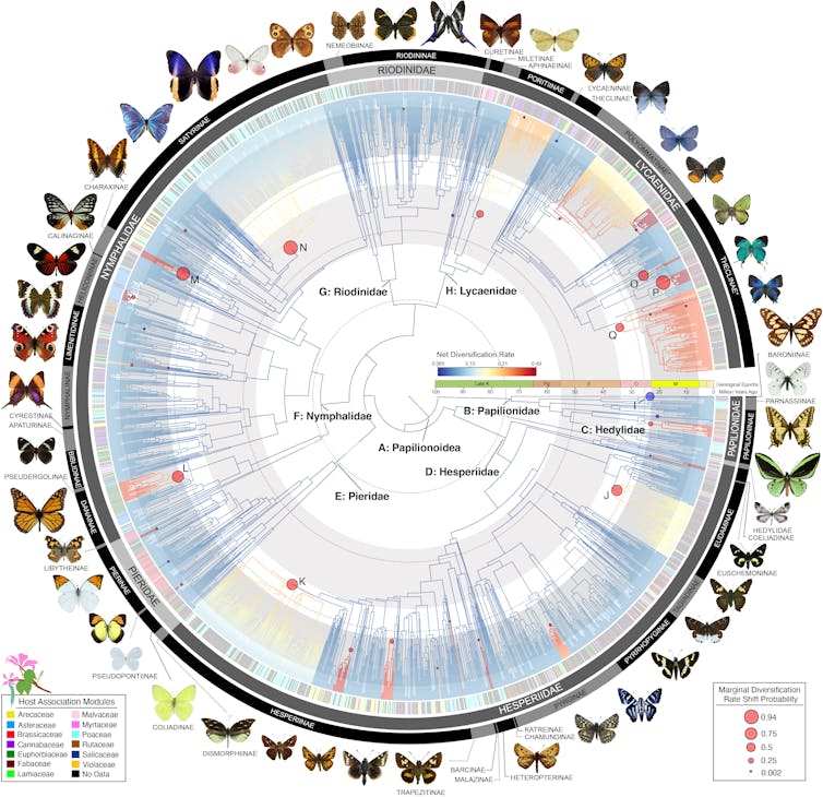 The ‘family tree’ of butterfly species was pieced together using DNA from 2,244 species.