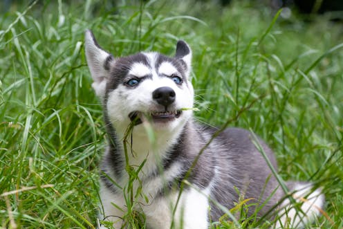 Why does my dog eat grass? And when is it not safe for them?