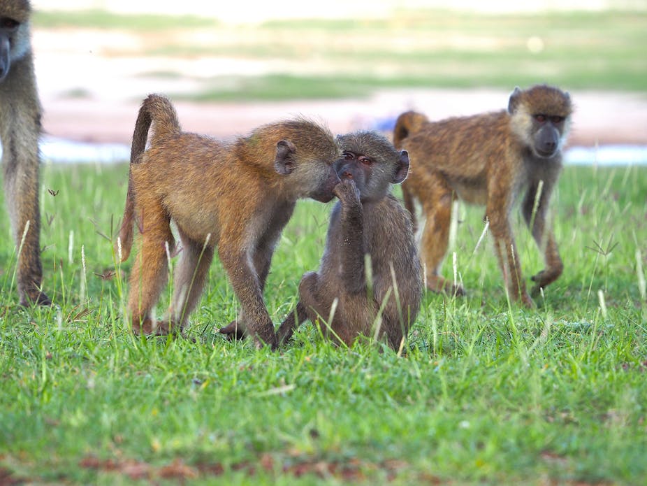 Two small baboons sniff each other while a third walks by behind them