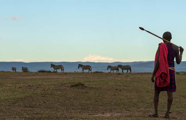 Maasai man looks towards zebras on horizon