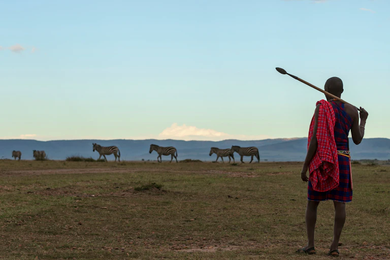 Maasai man looks towards zebras on horizon