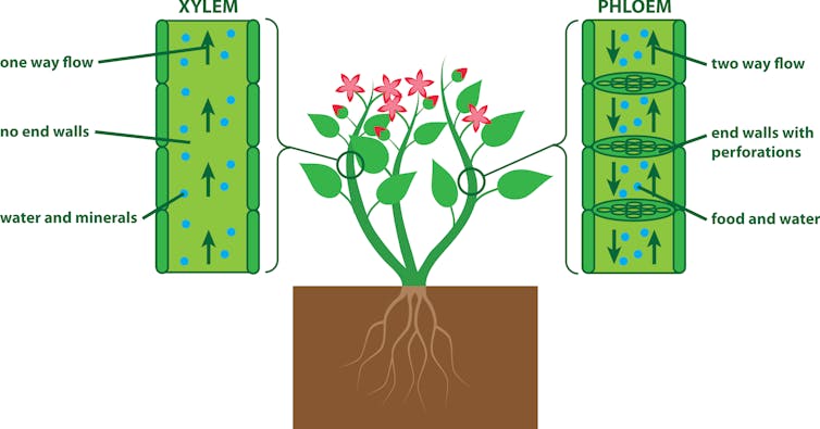 Diagram showing a plant xylem and phloem