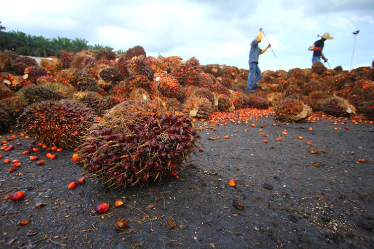 People working on oil palm plantation