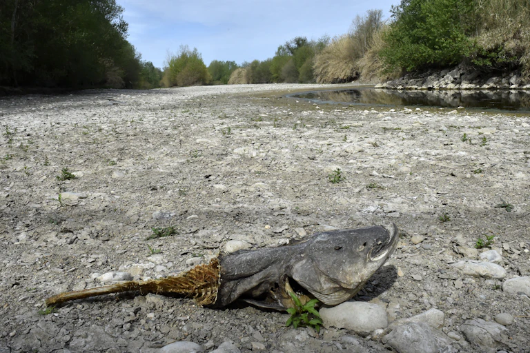 poisson mort dans le lit d'une rivière à sec