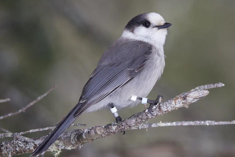 oiseau sur une branche