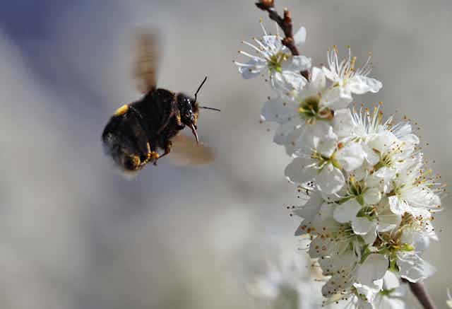 A be hovers next to a twig bearing white blossoms.