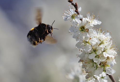Bees can learn, remember, think and make decisions – here's a look at how they navigate the world