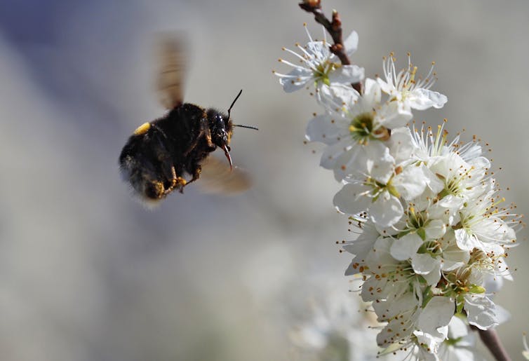 24 Gifts for Bee Lovers That Are Worth Buzzing About - Birds and Blooms