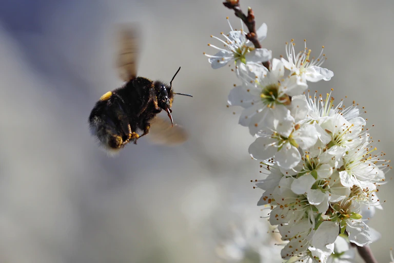 A be hovers next to a twig bearing white blossoms.