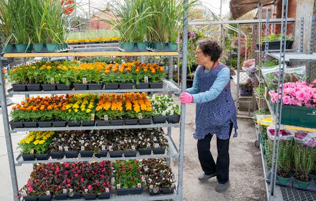 A cart with five rows of flowers, including orange and yellow marigolds is pushed by a woman. 