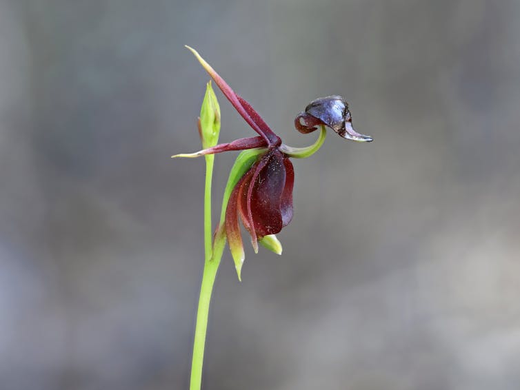 flying duck orchid
