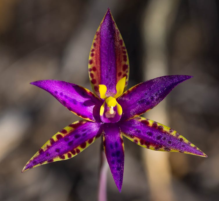 queen of sheba orchid