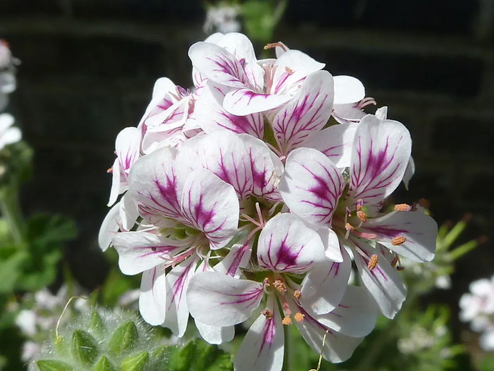 Is Geranium Native Native raspberries, limes and geraniums: how did these curious plants ...