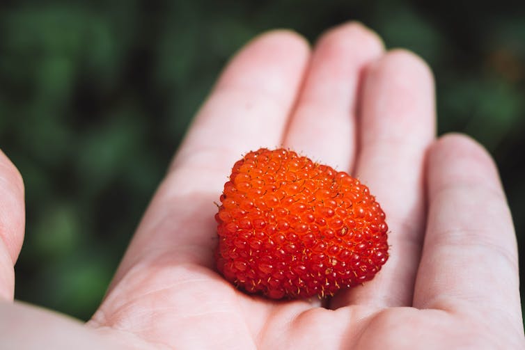 Native raspberry